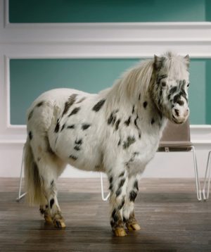 Pony Soulmates Consumer Branding PetProtect